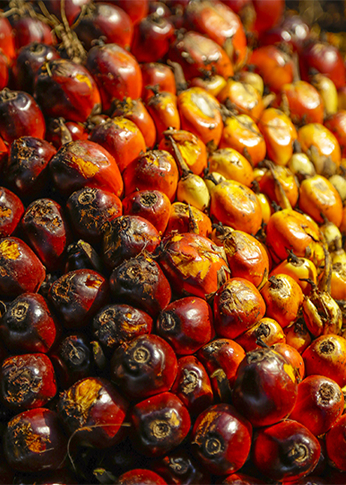 Vegetable & Palm Oil Processing