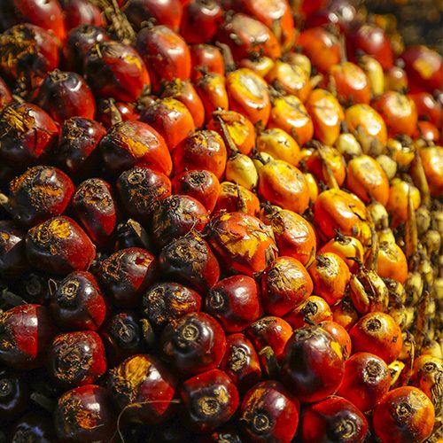 Vegetable & palm oil processing